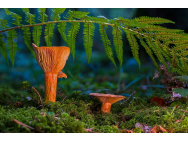 mushrooms_3700922_1280.jpg