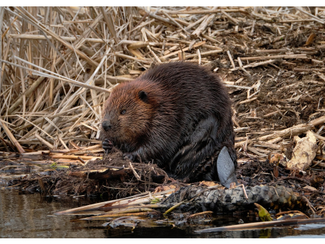 beaver_7148457_1280.jpg