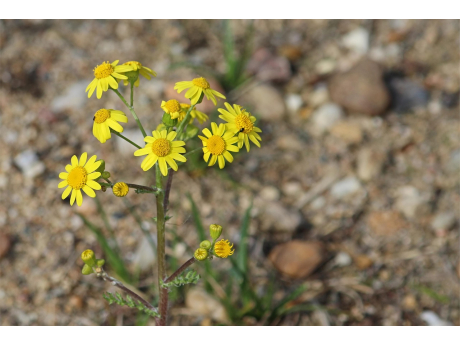 jacobs_ragwort_4165321_1280.jpg