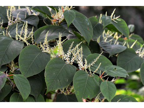 knotweed_2699120_1280_1.jpg